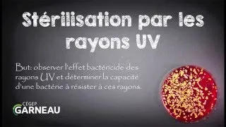 Miniature : Stérilisation par les rayons UV