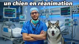 Miniature : Un chien pour soigner les patients ?