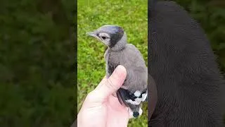 Miniature : Suite du DODO jet bleue... expérience unique qui est incroyable.