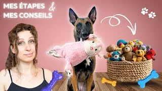 Miniature : Comment apprendre à mon chien à ranger ses jouets ?