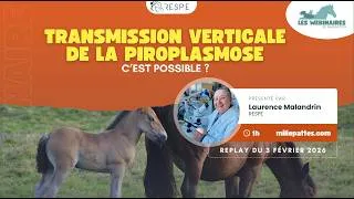Miniature : WEBINAIRE - La transmission verticale de la piroplasmose, c’est possible ?