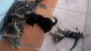 Miniature : Chatons qui jouent