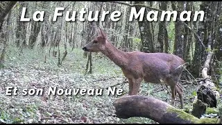 Miniature : 167-Miluline: Le Carnet Rose 2025 : Le Chevreuil !