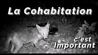 Miniature : 166-Miluline: La Cohabitation !