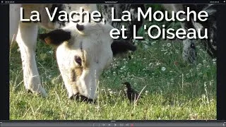 Miniature : 163-Miluline: La Vache, la Mouche et l'Oiseau !