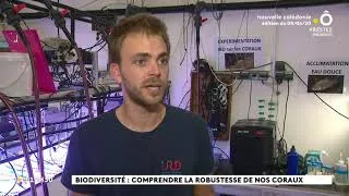 Miniature : 200608 NC1ere TV coraux ADL