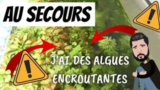 Miniature : Les algues encroutantes (Comment j'ai réussi à m'en débarrasser)