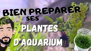 Miniature : Comment bien préparer ses plantes d'aquarium (Pot, Bouquet, In Vitro)