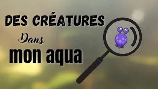 Miniature : Des créatures ont envahi mon aquarium !!! (eau trouble en aquarium lowtech)