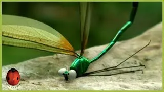 Miniature : Dragonflies | Minuscule | 30' Compilation