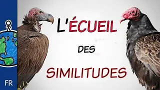Miniature : L’écueil des similitudes