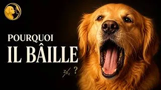 Miniature : Pourquoi votre chien bâille (ce n'est pas ce que vous croyez)