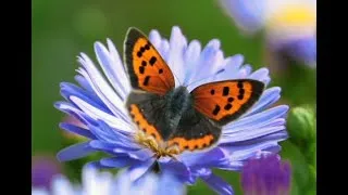 Miniature : Fleurs, insectes, animaux vidéos musique 45 mn de détente - Relaxation profonde Sans pub ds la vidéo
