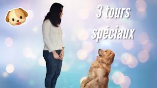 Miniature : TUTO: 3 TOURS SPÉCIAUX À APPRENDRE À VOTRE CHIEN