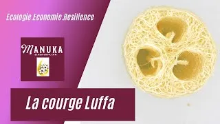 Miniature : La courge Luffa #luffa #loofah #zerodechet #alternative #greenlife #