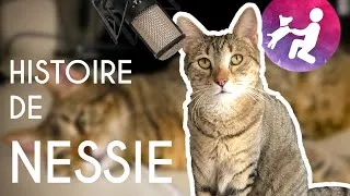 Miniature : CHAT - Histoire de NESSIE !