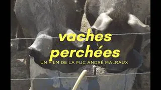 Miniature : Bande Annonce - "Vaches perchées" (moyen métrage documentaire) - 2025
