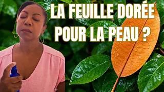Miniature : J’ai testé la feuille de caïmitier en lotion naturelle