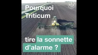 Miniature : Triticum œuvre pour la résilience alimentaire