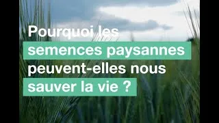 Miniature : Triticum - Pourquoi les semences paysannes peuvent-elles nous sauver la vie ?