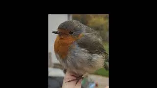 Miniature : Take care birdy #guitar #loopstation #music 