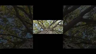 Miniature : Entre les branches #music #guitarcover #loopstation 