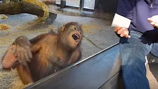 Miniature : Quand les Singes réagissent aux tours de magie