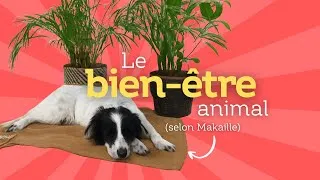 Miniature : Le bien-être animal à Molenbeek et à Bruxelles avec Josiane Dostie et Victoria Austraet