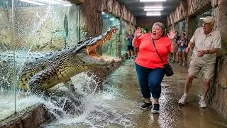 Miniature : Rencontres terrifiantes avec des crocodiles enregistrées par des caméras | Partie 2