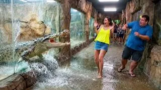 Miniature : Rencontres terrifiantes avec des crocodiles enregistrées par des caméras