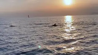 Miniature : Un moment magique .... avec les dauphins