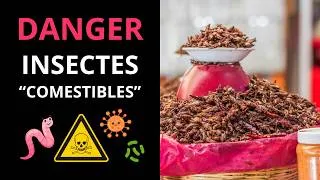 Miniature : 🐛 🦗 🪲 Dangers liés à la consommation d'insectes comestibles #entomophagie ☠️ ⚠️ | MonCarnivore 🥩