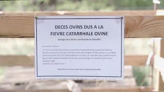Miniature : 🇫🇷 🐑 Fièvre catarrhale ovine : zéro euros pour la recherche  👅 🔵 #FCO 30.09.2024 | MonCarnivore 🥩