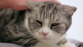 Miniature : Vaccination du chat : 5 questions que tout le monde se pose