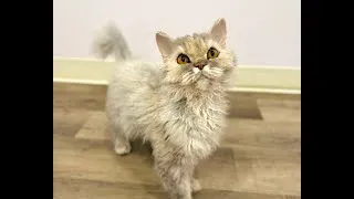 Miniature : Esther, maman de nos chatons Selkirk Rex