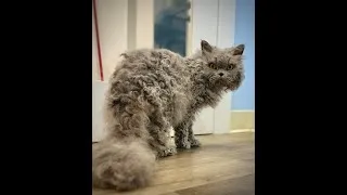 Miniature : Nimrod & Isha, parents de nos chatons Selkirk Rex. Parents of our Selkirk Rex kittens