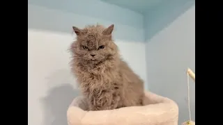 Miniature : Dalila maman de nos chatons Selkirk Rex