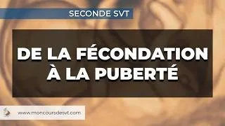 Miniature : De la fécondation à la puberté - Seconde SVT