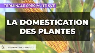Miniature : La domestication des plantes - Terminale Spécialité SVT