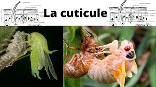 Miniature : La cuticule des insectes : La clé de leur survie