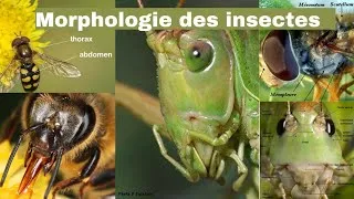 Miniature : Morphologie des insectes : Comprendre leur structure étonnante