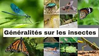 Miniature : C’est quoi un insecte ?