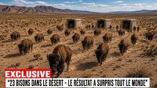 Miniature : Ils Pensent Que Ce Désert Était Perdu… Jusqu’à Ce Que 23 Bisons Changent Tout