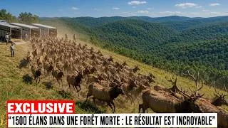 Miniature : 1 500 élans libérés dans des forêts abandonnées — Ce qui est arrivé a CHOQUÉ le Kentucky