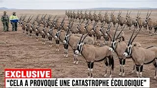 Miniature : Les États-Unis ont libéré un animal africain dans le désert… les conséquences ont été DÉVASTATRICES