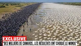 Miniature : La Chine a Lâché des Milliers de Canards dans des Rizières Chimiques — Le Monde Choqué