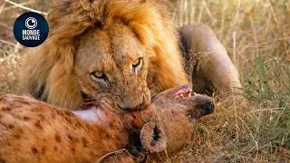 Miniature : Les Plus Impitoyables Batailles De Vie Ou De Mort Des Lions Filmées Par Caméra | Animaux Sauvages