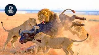 Miniature : Les Moments Les Plus Choquants Des Chasses Aux Lions Filmés Par Une Caméra | Animaux Sauvages