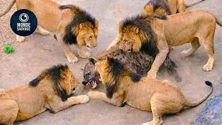 Miniature : 15 Combats Choquants Entre Lions Et Hyènes Filmés Par Une Caméra | Animaux Sauvages