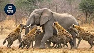 Miniature : 16 Moments Choquants Où Des Hyènes Attaquent Les Mauvais Animaux | Animaux Sauvages